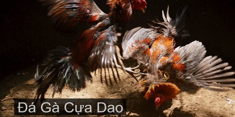 Trò chơi diễn ra giữa 2 chú gà được gắn thêm dao vào cựa