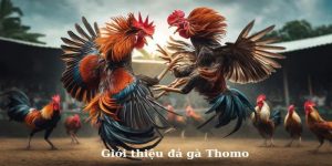 Đá gà Thomo